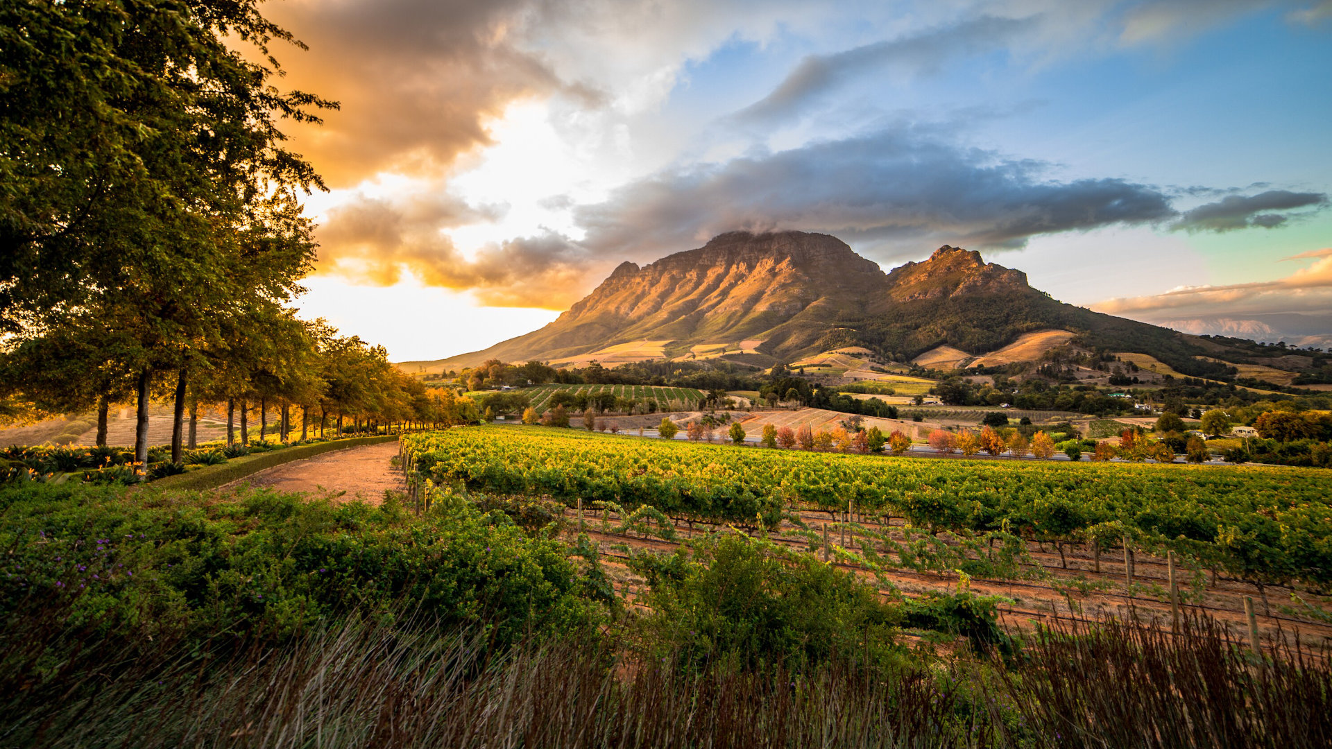 Stellenbosch Vineyards in the Cape Winelands