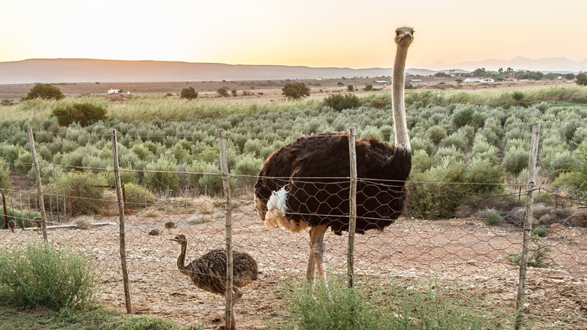 Ostriches in The Karoo